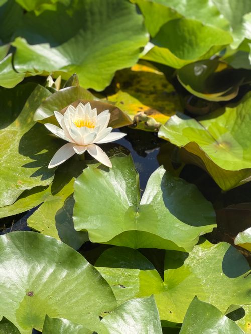 Free Beautiful white water lily floating among vibrant green leaves in a sunlit pond, Italy. Stock Photo