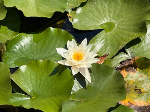 Free A water lily flower in full bloom surrounded by vibrant green leaves on a sunny day. Stock Photo