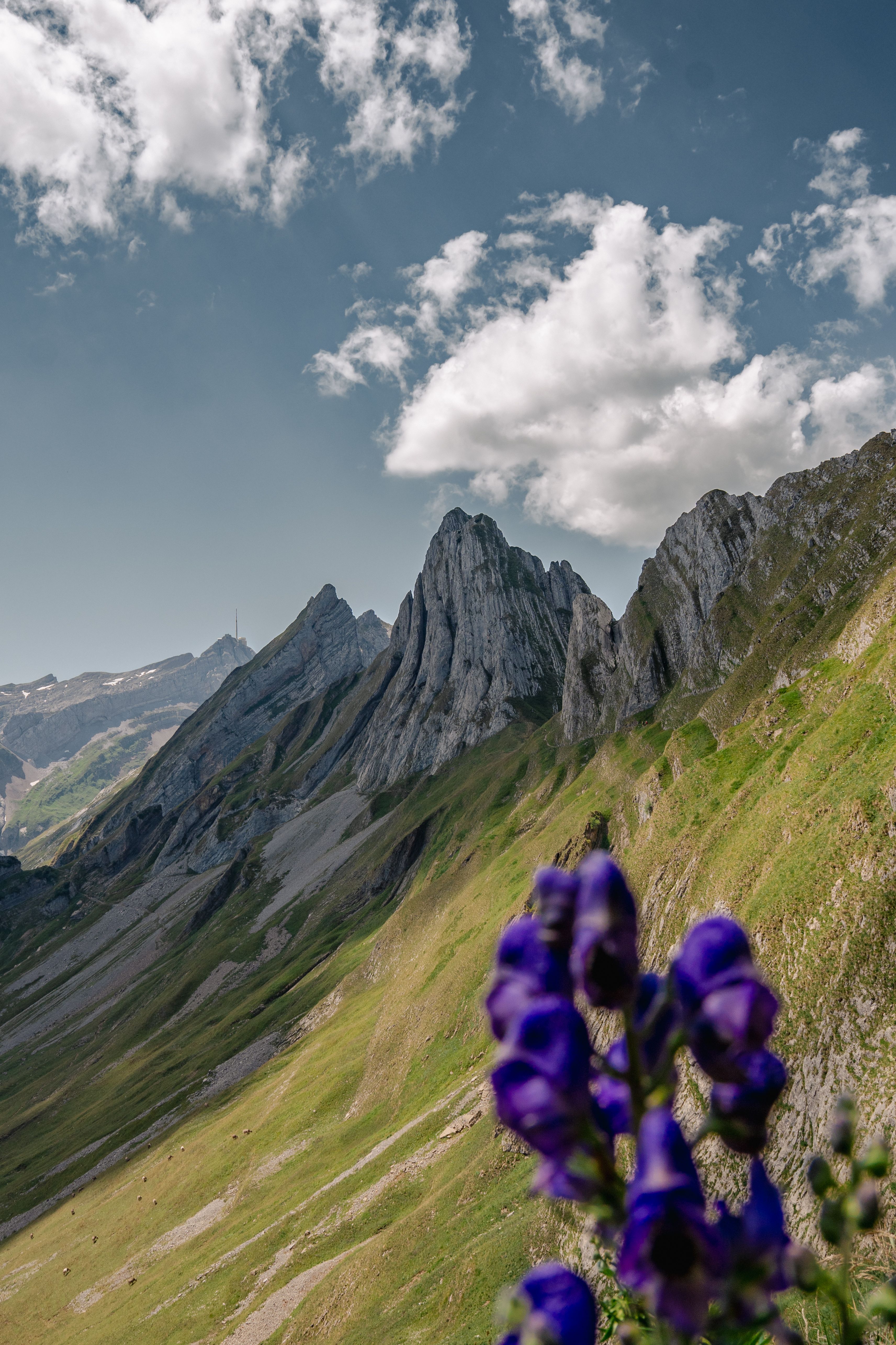 Dramatic mountain range with vivid blue flowers in foreground under a clear blue sky.
