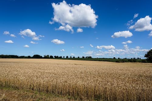 Free Explore the serene beauty of a wheat field in Hohenhorn, Germany, under a vibrant blue sky. Stock Photo