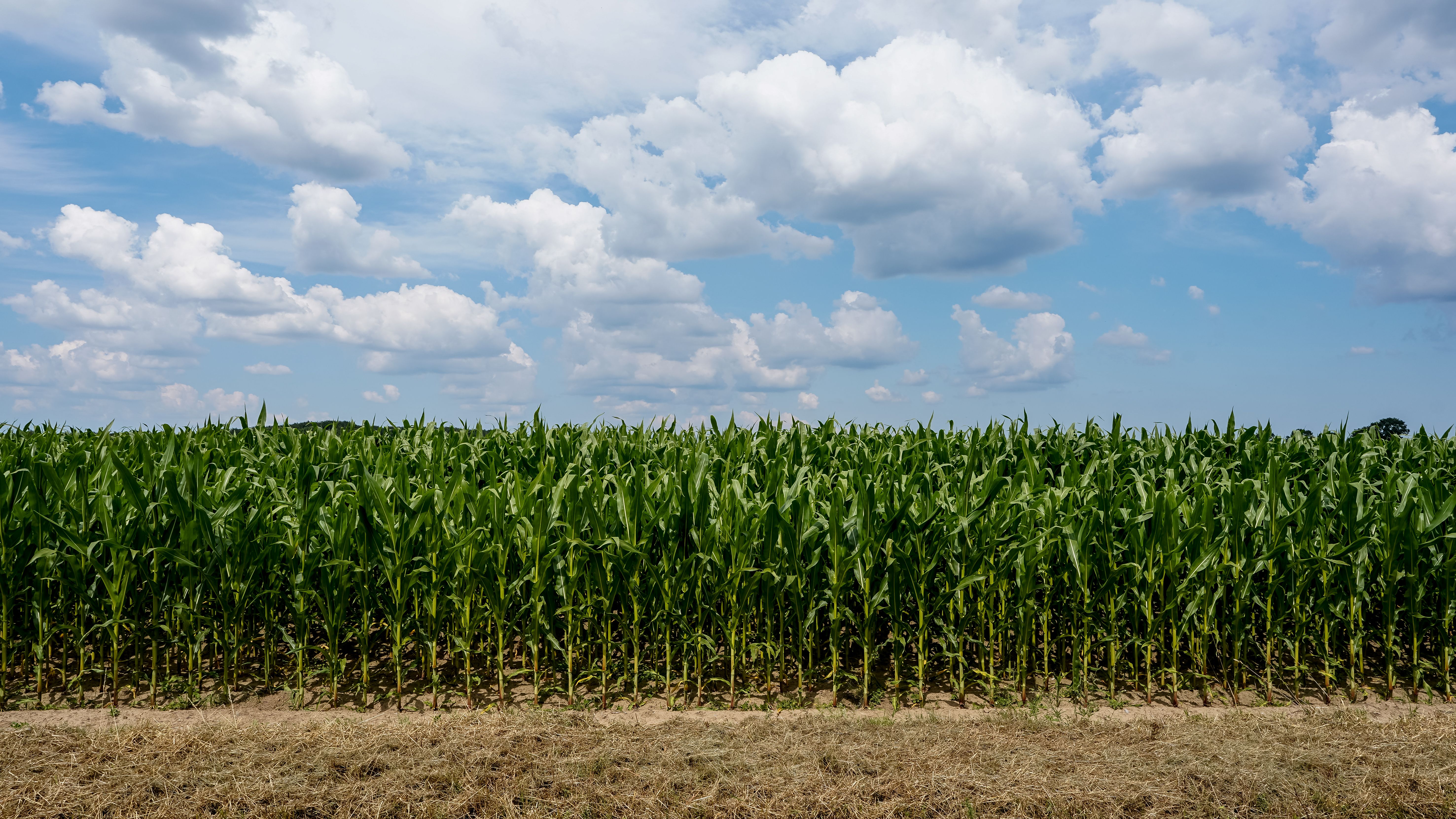 Corn and Wheat Prices 2026: The Rally Retail Investors Are Missing