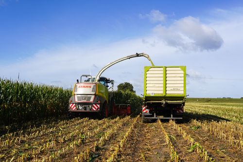 Free Harvesting corn in a vast field under blue skies in Marschacht, Germany. Stock Photo