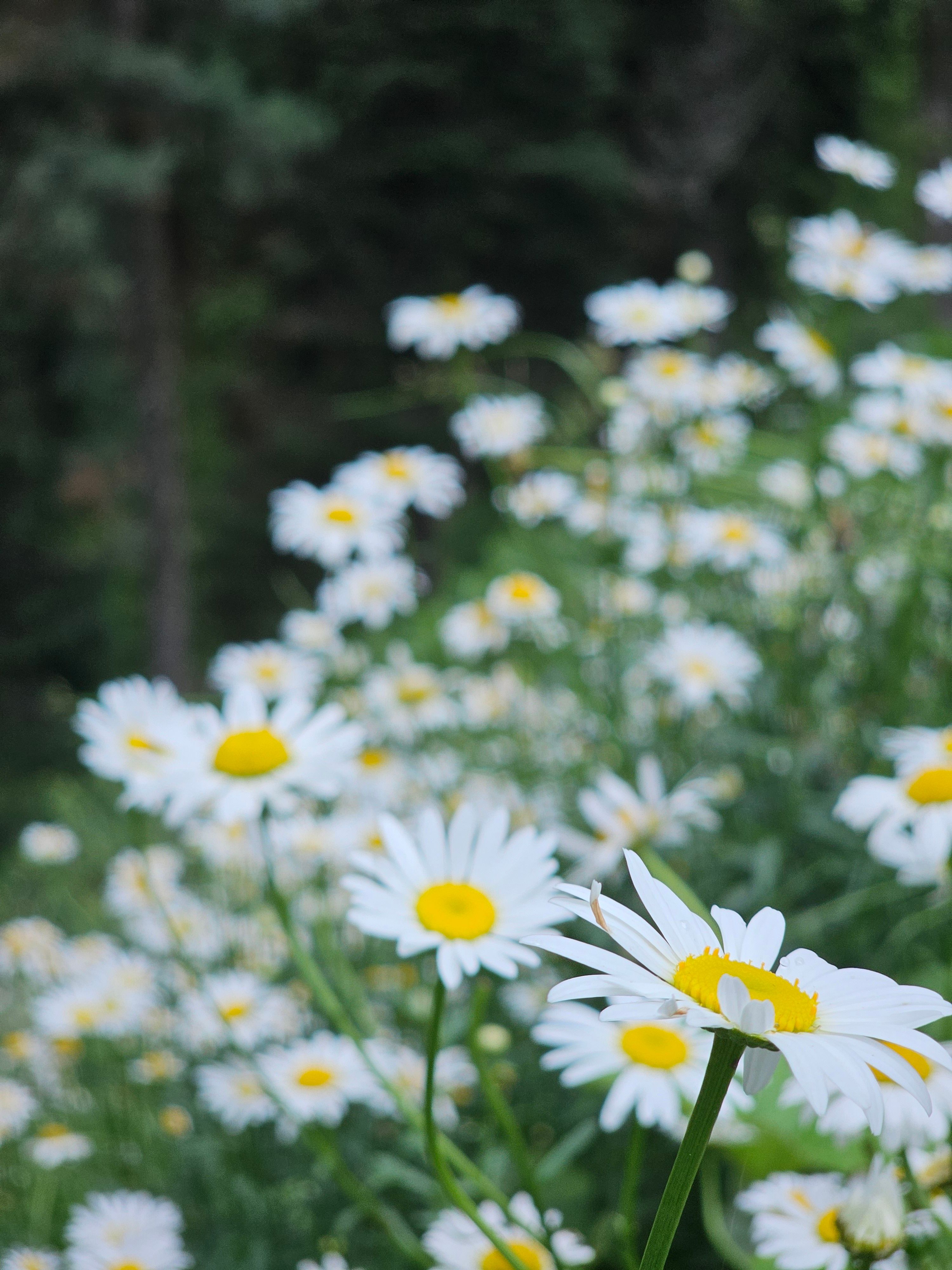 [ColoSach]-a-vibrant-field-of-daisies-thriving-in-the-serene-landscape-of-gulmarg,-capturing-the-essence-of-summer-beauty.
