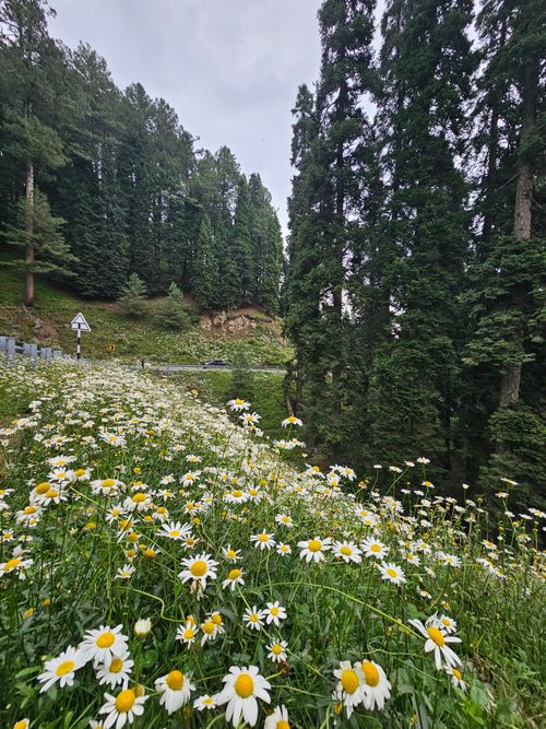 Free Vibrant daisies bloom in a lush forest meadow, showcasing Gulmarg's natural beauty. Stock Photo
