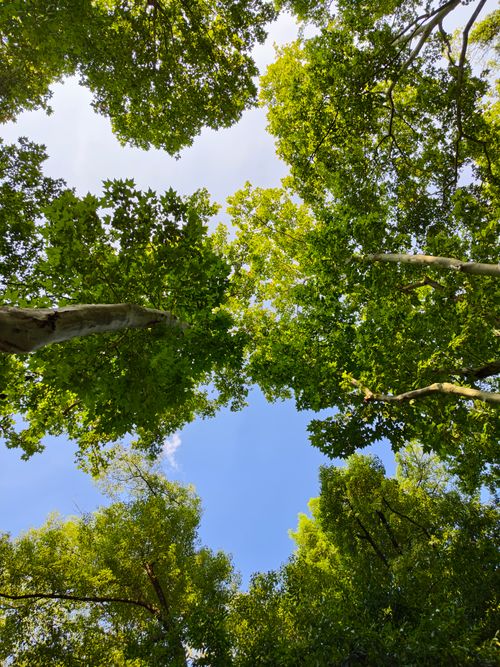 Free View from below of vibrant green tree canopy contrasting with a clear blue sky in a serene forest setting. Stock Photo