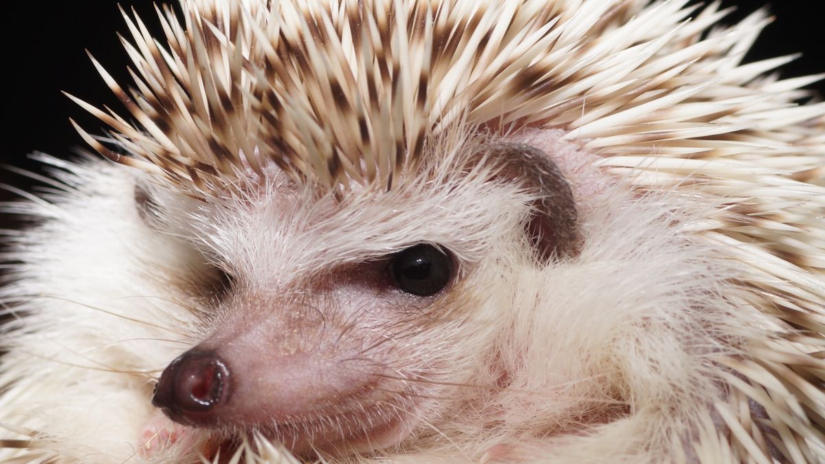 African pygmy hedgehog portrait showing dark eyes and banded quills