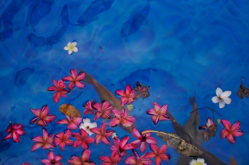 Free Vivid pink flowers float on serene blue water, creating a calming and colorful scene. Stock Photo