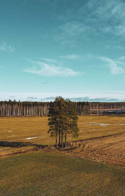 Grass Field With Trees Under Blue Sky