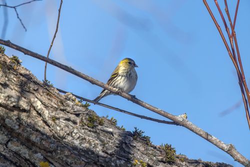 Free A Yellow-Rumped Warbler perched on a branch against a clear blue sky. Stock Photo