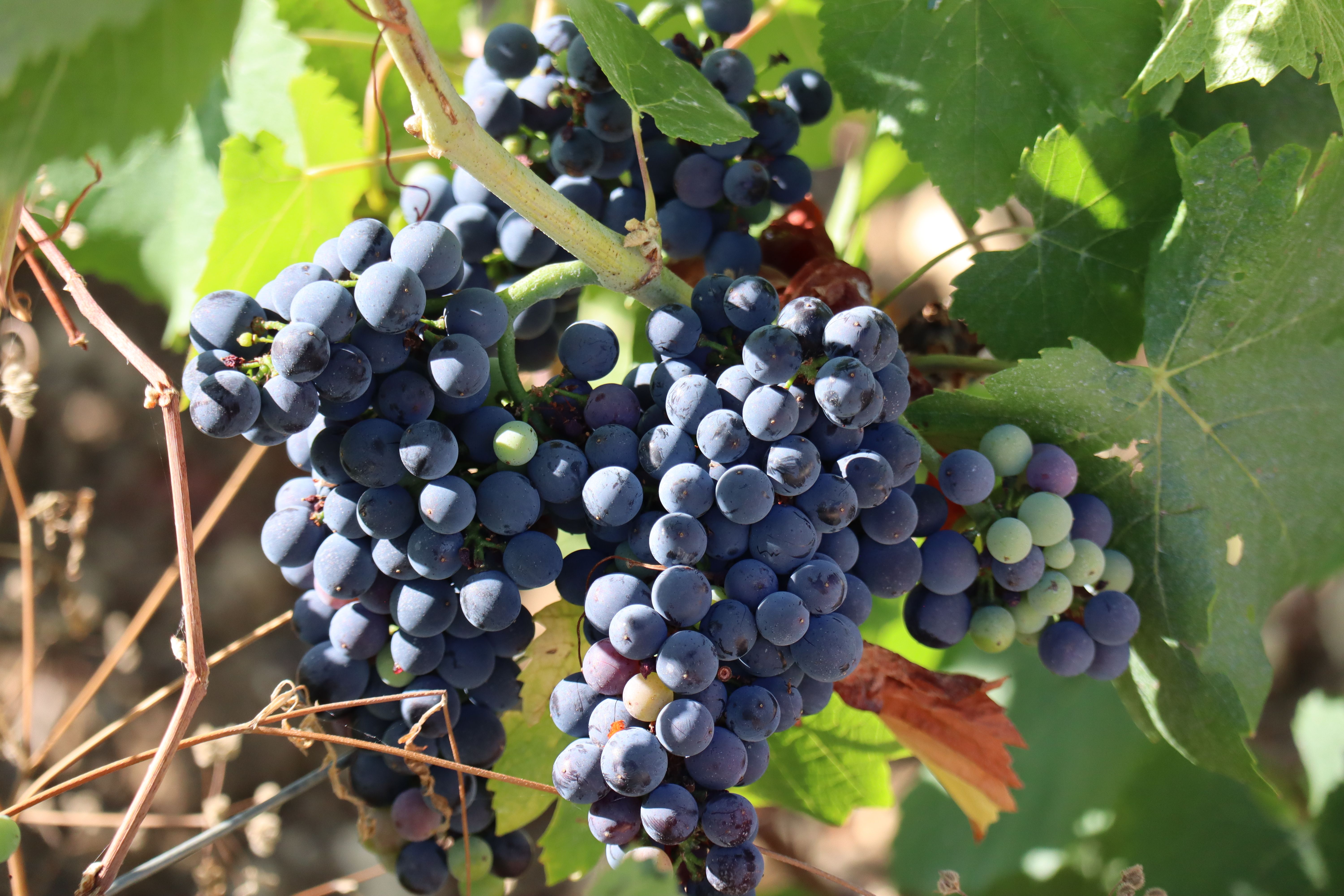 Cluster of ripe grapes growing on a vine in Fralignes, France.