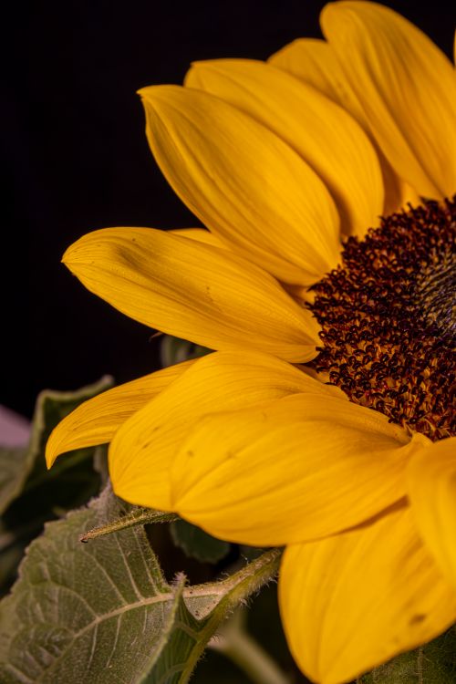 Free Detailed macro shot of a bright yellow sunflower, highlighting its vibrant petals and intricate center. Stock Photo
