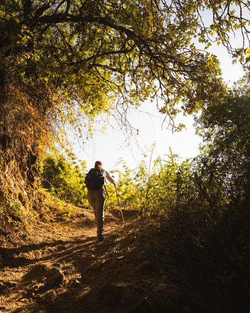 Free A lone hiker on a scenic forest trail during the day, surrounded by lush greenery and sunlight. Stock Photo