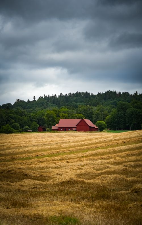 Free A red barn in a golden wheat field under a cloudy sky, evoking rural tranquility. Stock Photo