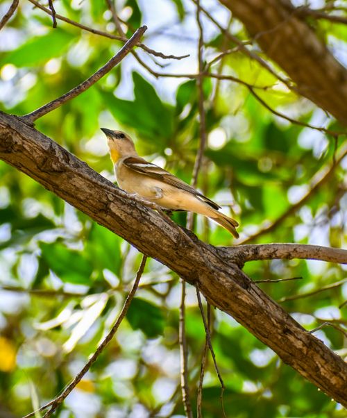 Free Captivating image of a Chestnut-shouldered Petronia on a tree branch in Sindh, Pakistan. Stock Photo