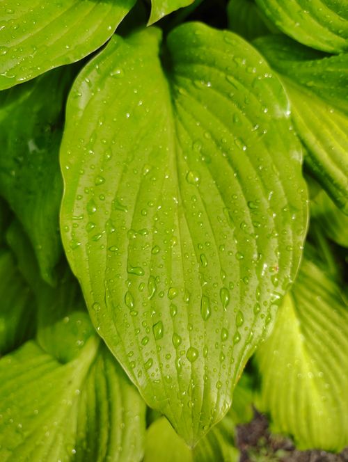 Free Vibrant green hosta leaf covered in refreshing water droplets, close-up view. Stock Photo
