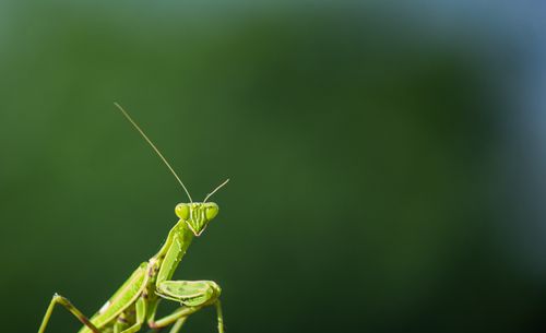 Free A detailed close-up of a praying mantis against a blurred green background. Stock Photo