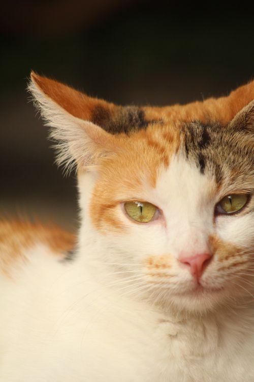 Free A detailed close-up photograph of a calico cat showing its unique fur pattern and green eyes. Stock Photo