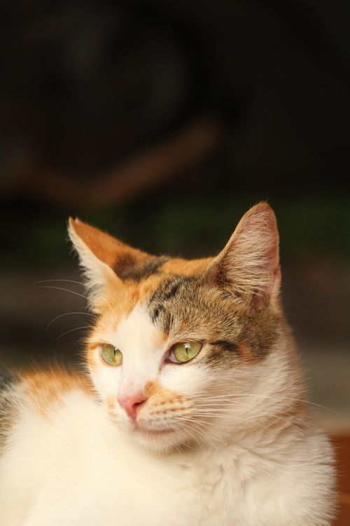 Free A serene calico cat basks in warm indoor lighting, capturing a peaceful moment. Stock Photo