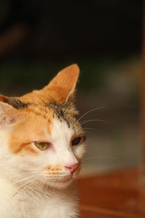 Free A serene close-up of a calico cat with orange, black, and white fur in a natural setting. Stock Photo