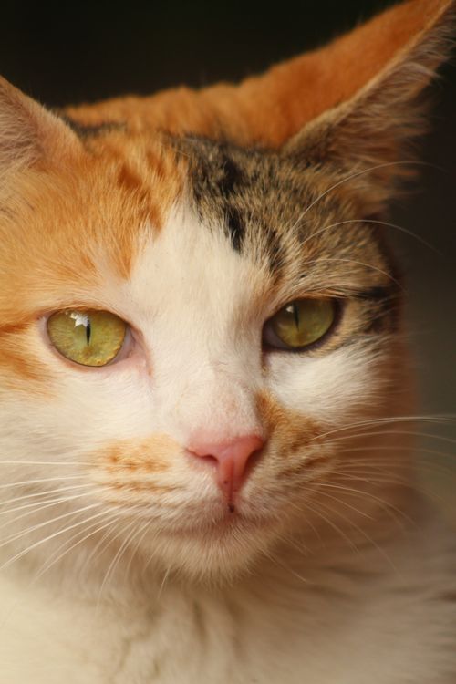 Free Detailed portrait of a calico cat showcasing its distinctive tri-color fur and green eyes. Stock Photo