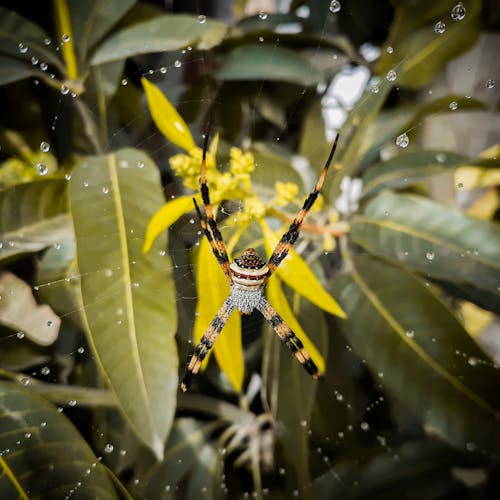 Základová fotografie zdarma na téma členovec, detail, divočina