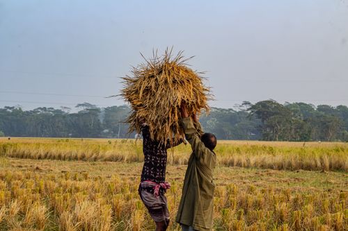 Free Two farmers lifting a bundle of harvested rice in a field, showcasing teamwork and rural agriculture. Stock Photo