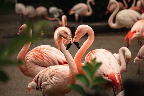 Free A group of graceful flamingos with vibrant plumage gathers in a serene outdoor setting. Stock Photo