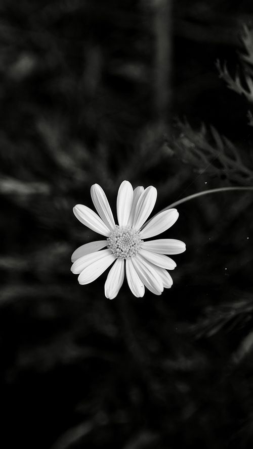 Free Minimalist black and white photo of a daisy in a garden, Kunming, Yunnan. Stock Photo