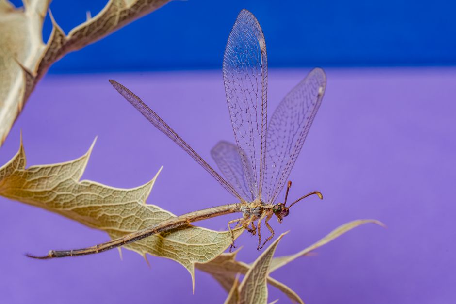 鮮やかな紫色の背景を背に、とげのある植物の上で休んでいるアリジゴクのクローズアップ。