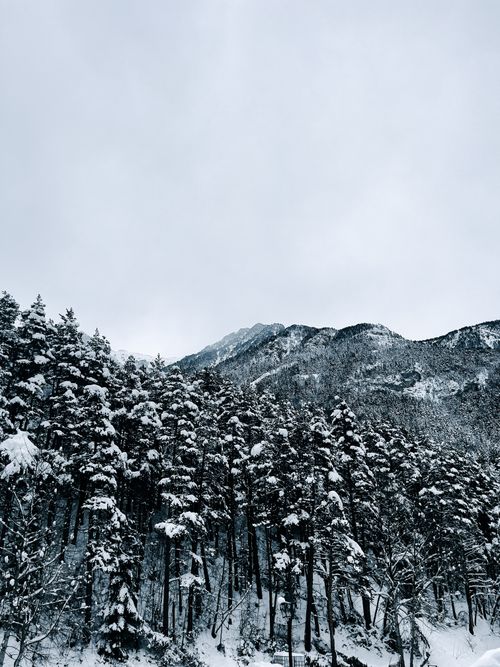 Free A serene winter scene of a snow-covered forest with distant mountains. Stock Photo