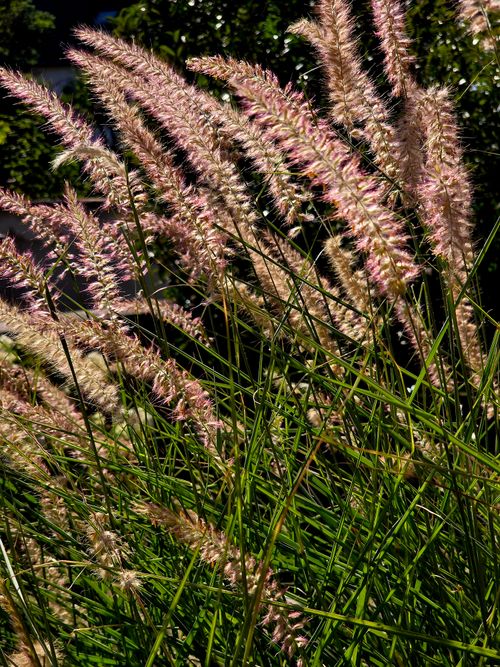Free Captivating view of decorative grass gently moving in the breeze under bright sunlight, highlighting the natural textures. Stock Photo