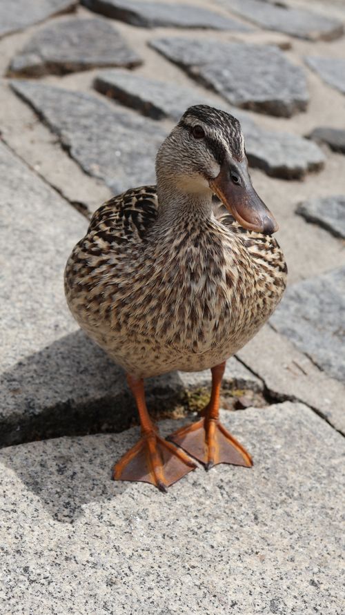 Free Detailed view of a mallard duck standing on stone pavement. Stock Photo