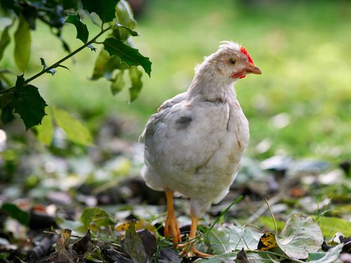 Free A young white chicken with a red comb stands amidst green foliage and fallen leaves in a sunlit garden. Stock Photo