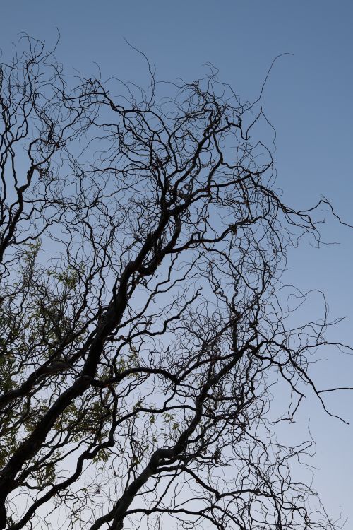 Free Artistic view of twisted tree branches silhouetted against a clear sky. Stock Photo