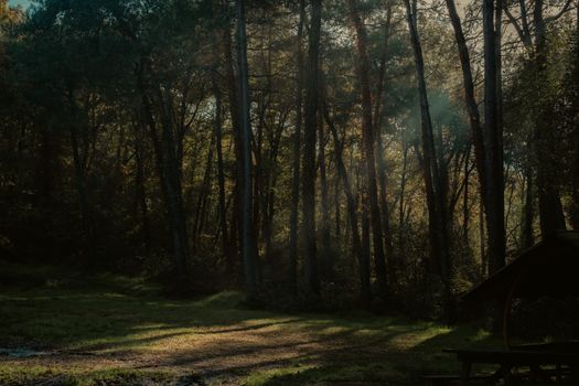 Dramatic rays of sunlight pierce through a dense forest, casting serene shadows.