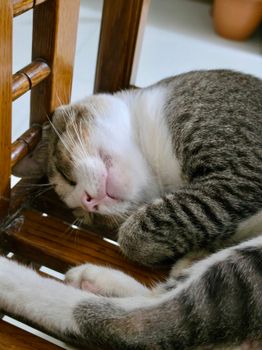 A serene cat sleeping comfortably on a wooden chair indoors.