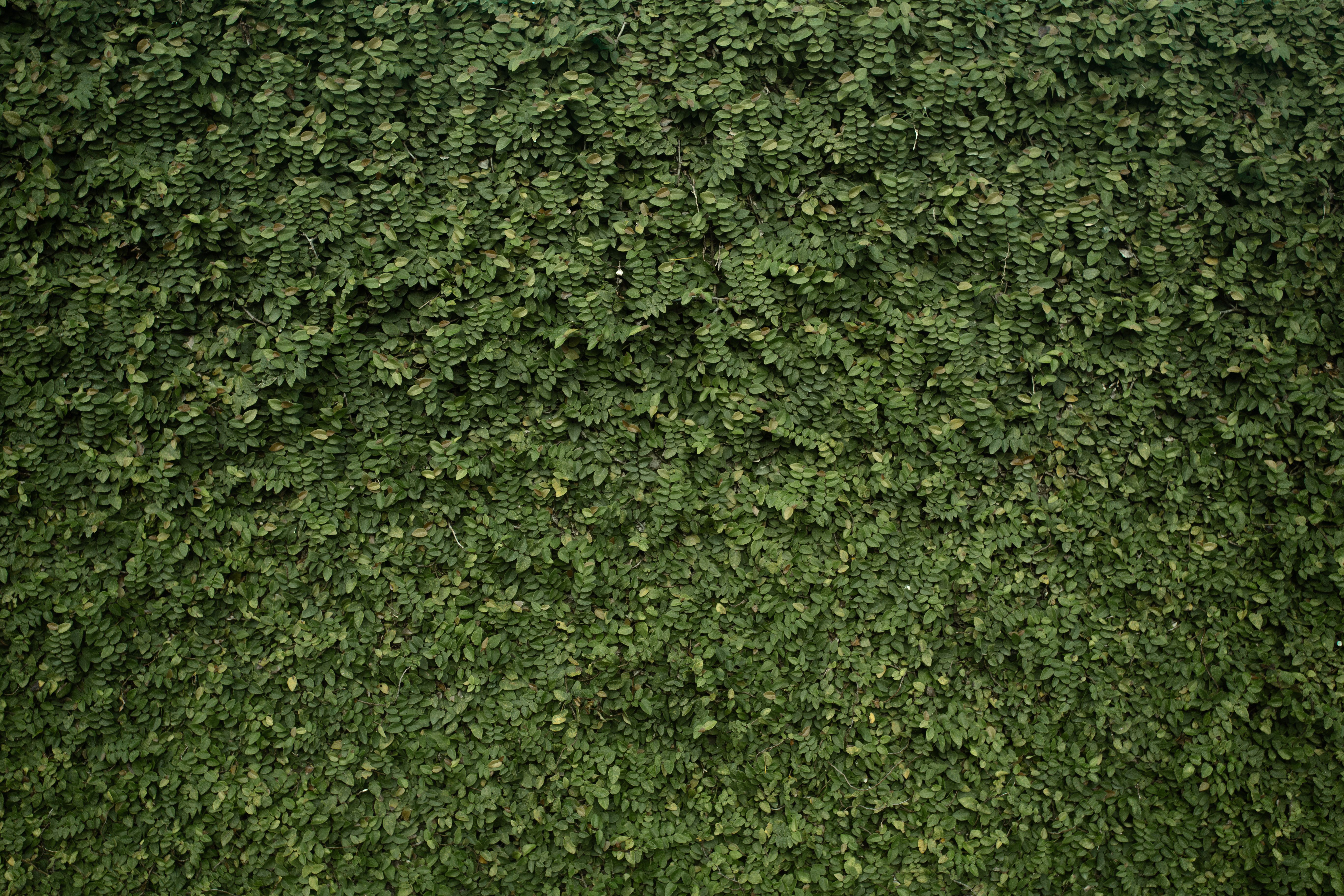 Jardim vertical interno ou externo: quais as diferenças de projeto?