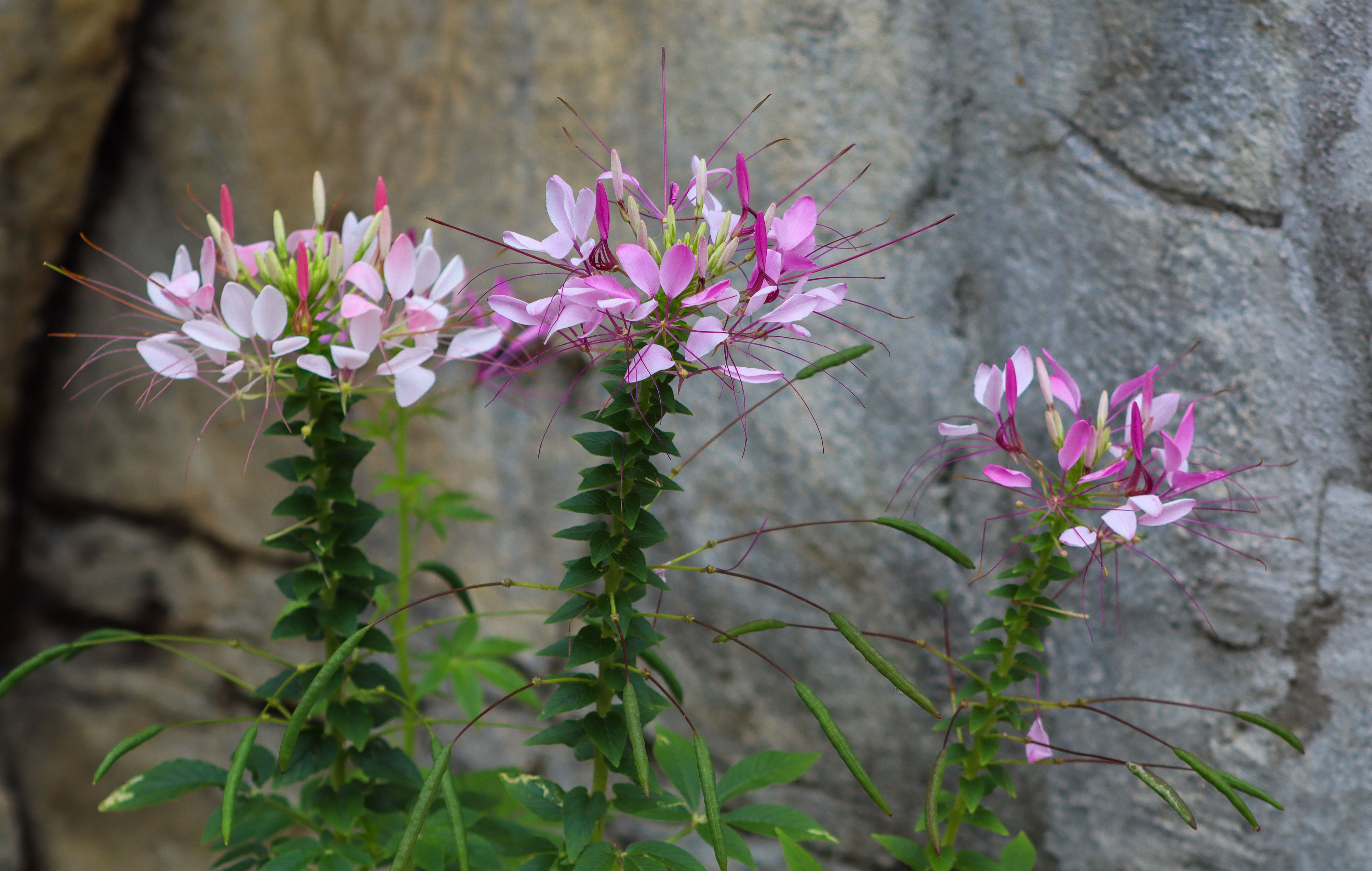 [ColoSach]-vibrant-pink-cleome-flowers-in-bloom-against-a-textured-stone-backdrop.
