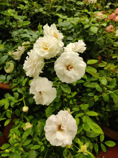 Free Close-up of white roses blooming amidst lush green foliage in Bengaluru, India. Stock Photo