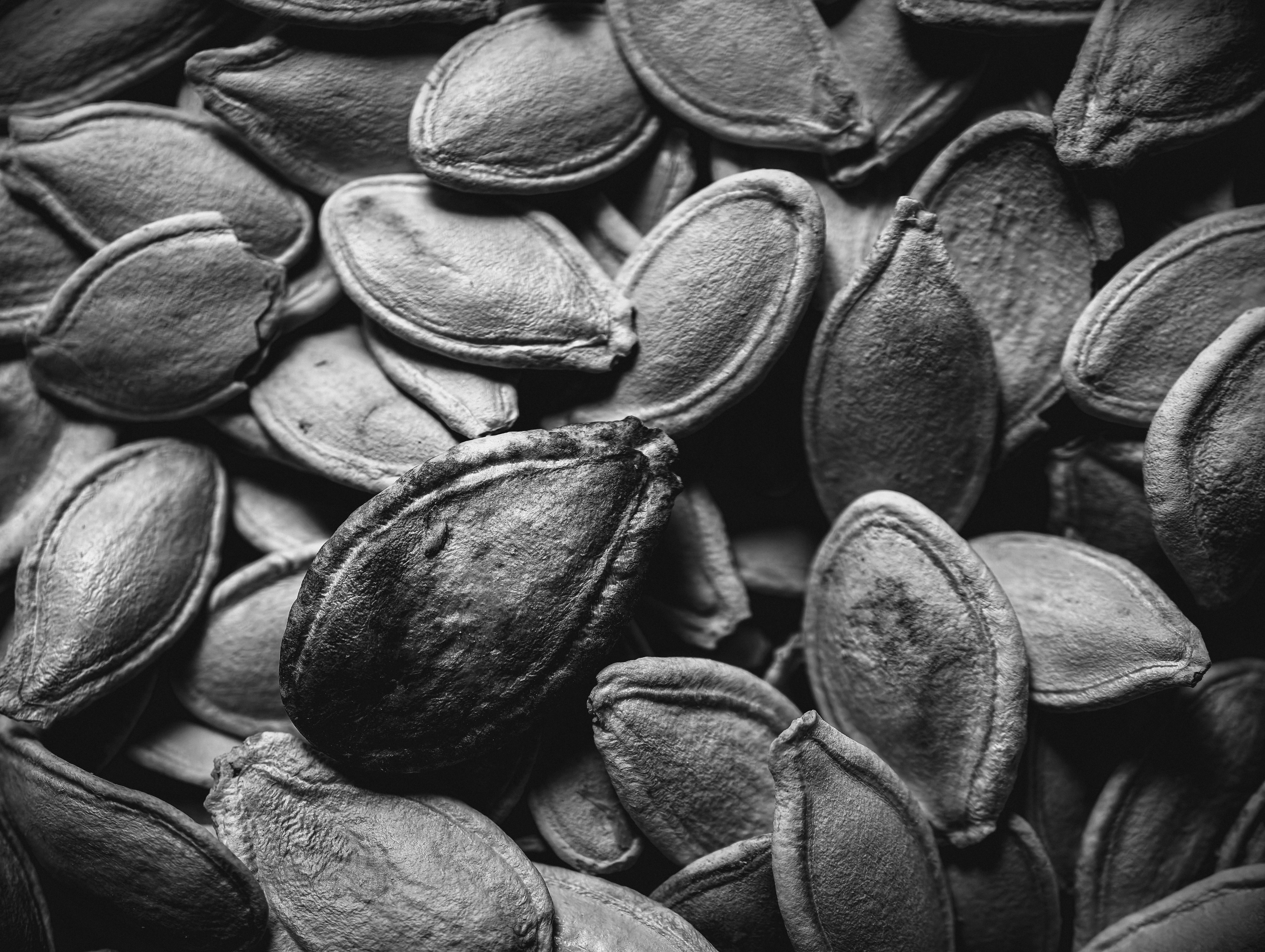 Sementes secas preservam mitocôndrias intactas para energia rápida na germinação
