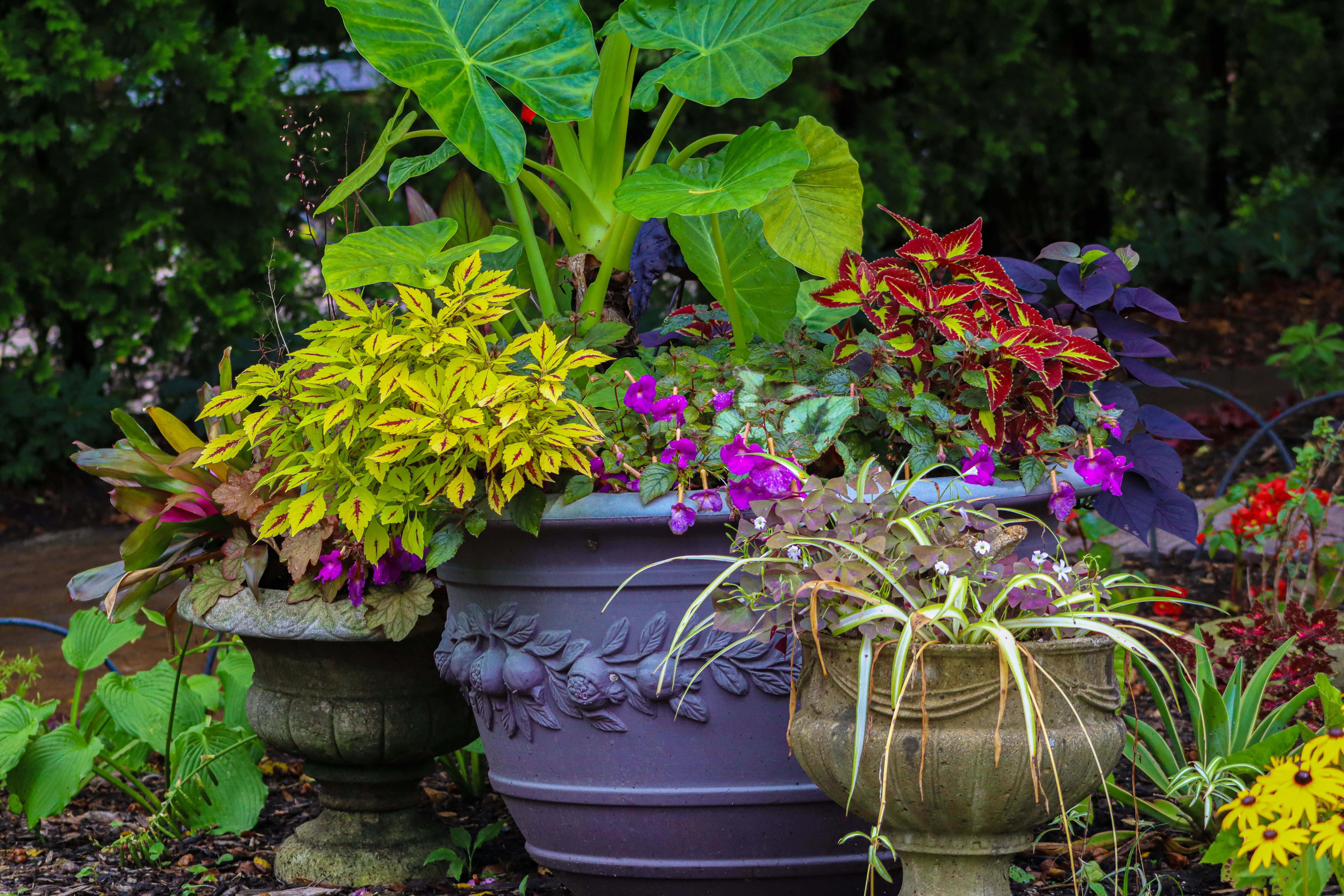 Small garden arranged with varied plants in decorative containers