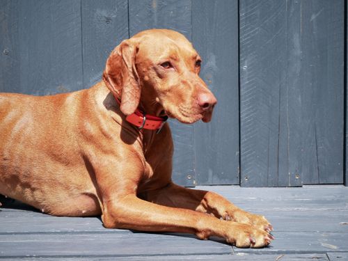 Free A Hungarian Vizsla dog lying on a wooden deck against a blue background, enjoying the sunshine. Stock Photo