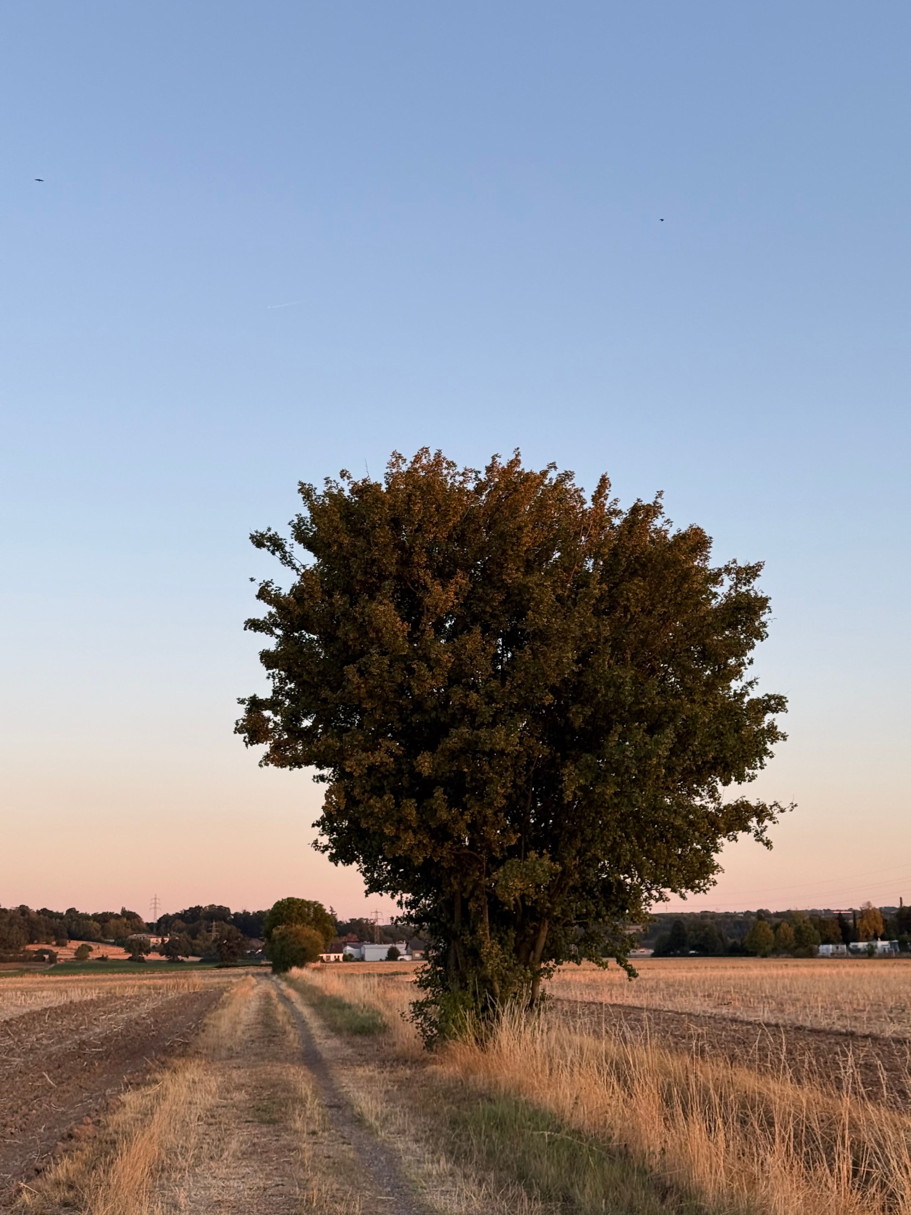 A lone tree stands on a rural path during sunset, surrounded by open fields.