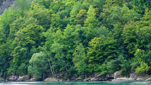 Free Dense green forest lining a clear riverbank during summer. Stock Photo