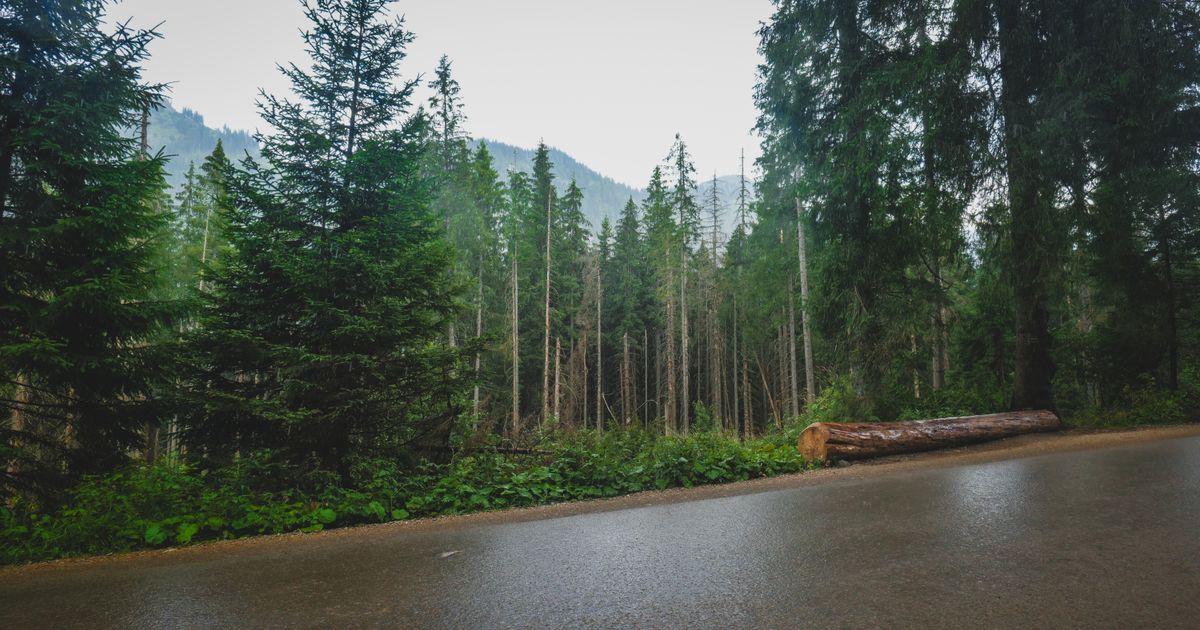 雨上がりの山あいの道路と倒れた木のイメージ写真