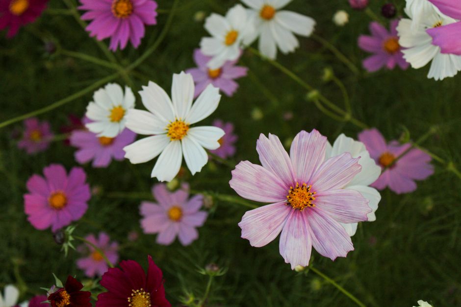 コスモス(Cosmos)の花