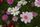 cosmos flower