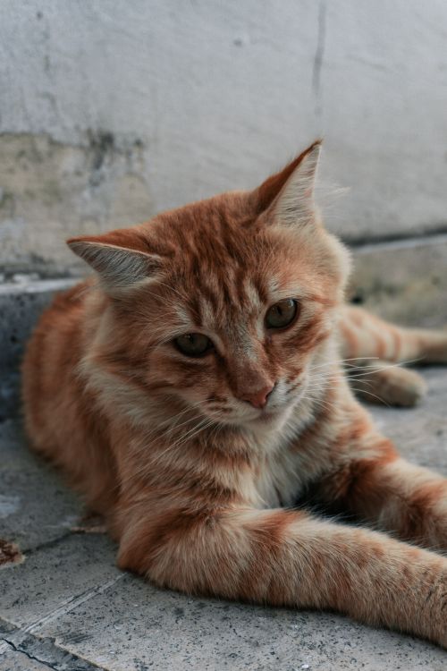 Free A calm ginger cat lounging outdoors on a stone pavement in İstanbul, Türkiye. Stock Photo
