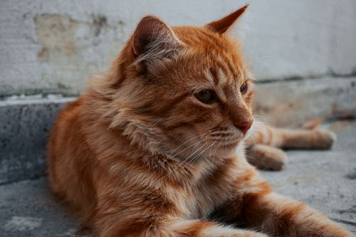 Free A majestic ginger cat lying on a stone pavement in Istanbul, showcasing its vibrant fur and intense gaze. Stock Photo