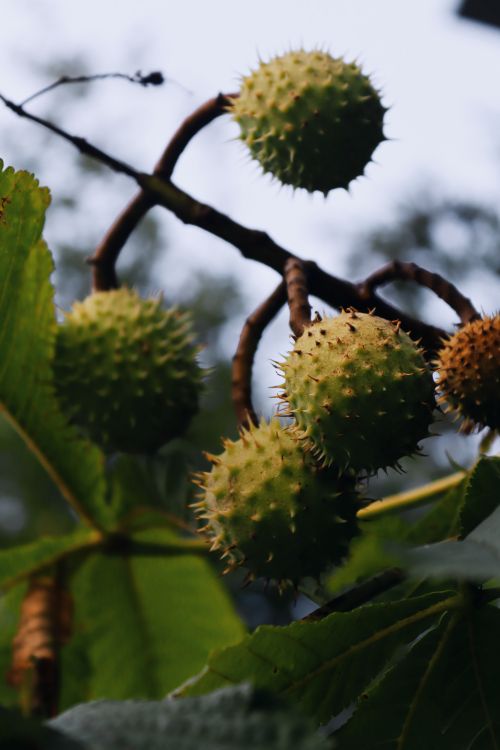 Free Close-up image of spiky horse chestnuts on a tree branch in Samsun. Stock Photo
